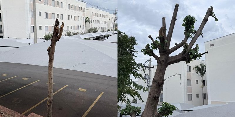 parque austria americana poda drástica