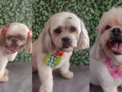 cachorros pet shop americana