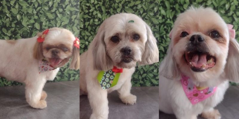 cachorros pet shop americana