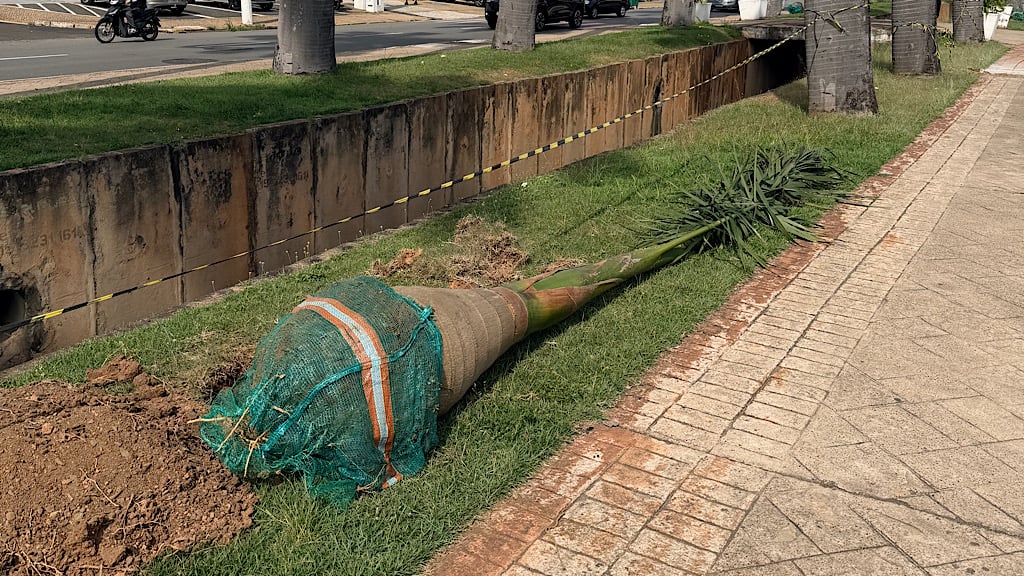 Palmeiras Avenida Brasil