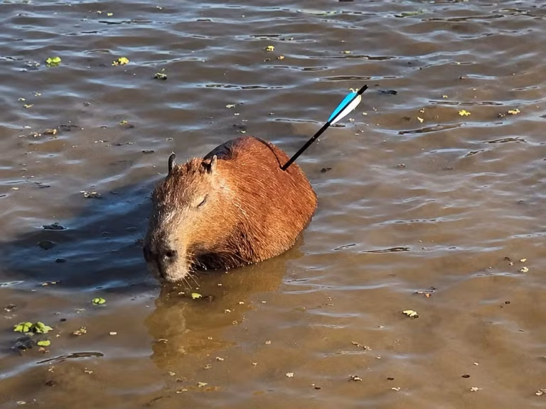 capivara atingida por flecha morre após resgate na represa guarapiranga