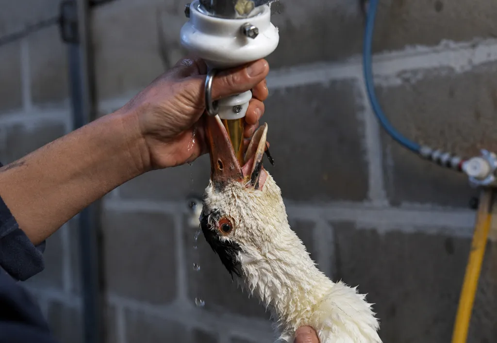 lula sanciona lei que proíbe venda de foies gras