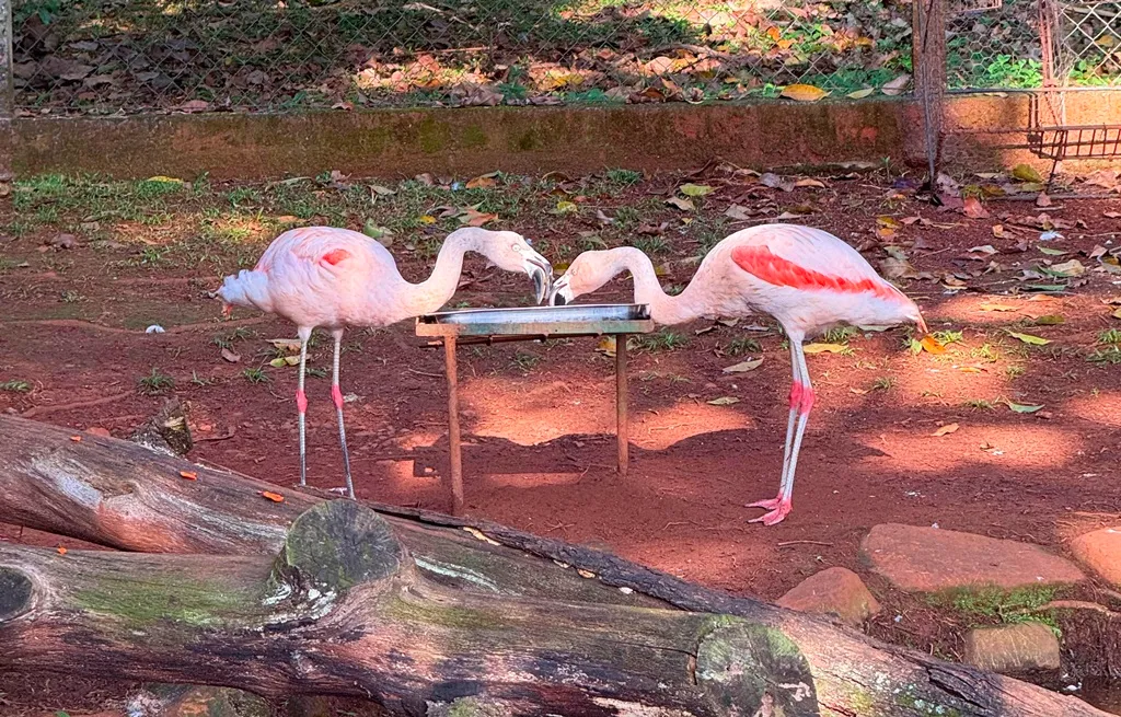 zoo americana conclui vermifugação de 105 aves do parque