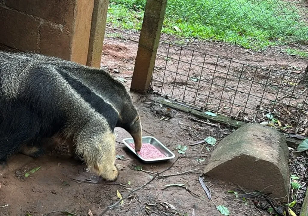 Tamanduás-bandeira, mangusto-listrado e quatis do Zoo Americana recebem tratamento preventivo
